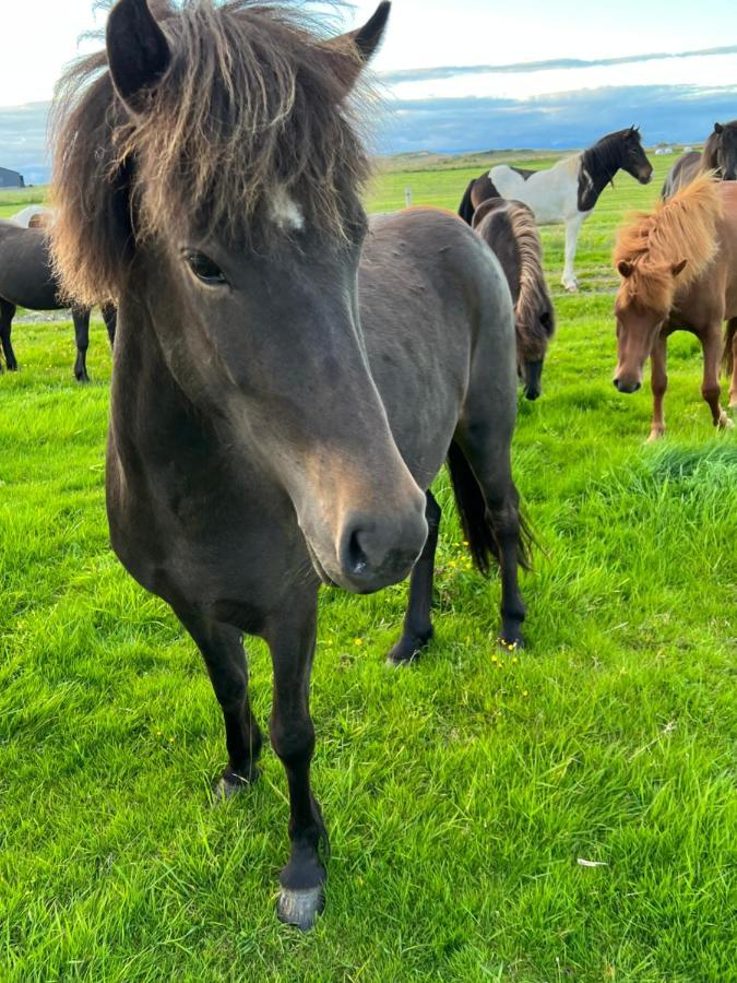 Nyibaer Selfoss